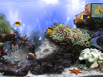 Screenshot of Anemone's Reef