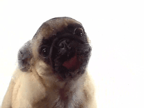 Screenshot of Dog Licking Screen