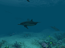 Screenshot of Dolphins 3D