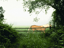 Small screenshot 2 of Horse in the Mist