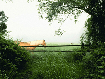 Small screenshot 3 of Horse in the Mist
