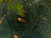 Screenshot of Koi Fish 3D