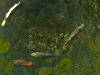 Small screenshot 2 of Koi Fish 3D