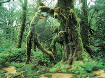 Screenshot of Living Rainforest