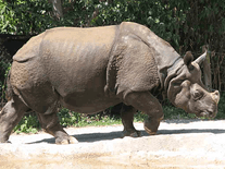 Screenshot of Rhinoceros