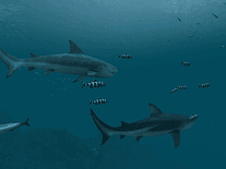 Screenshot of Sharks 3D