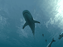Small screenshot 2 of Sharks 3D