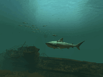 Screenshot of Tiger Sharks 3D