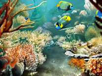 Screenshot of Tropical Fish 3D