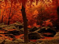 Small screenshot 2 of 3D Autumn Woods