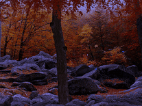 Small screenshot 3 of 3D Autumn Woods