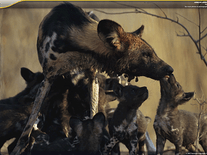 Small screenshot 2 of African Animals