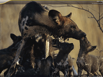 Click to enlarge Small screenshot 2 of African Animals