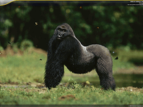 Small screenshot 3 of African Animals