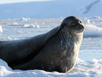 Screenshot of Antarctic Peninsula