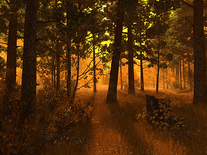 Small screenshot 3 of Autumn Forest 3D