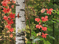 Screenshot of Autumn Landscape HD