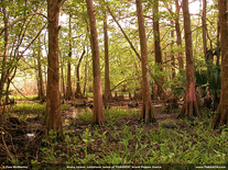 Small screenshot 3 of Avery Island, Louisiana