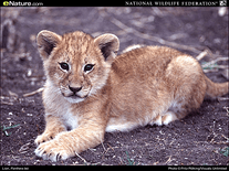 Screenshot of Baby Animals