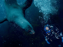 Screenshot of BBC Oceans Underwater