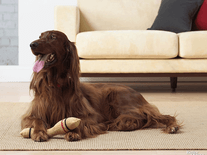 Click to enlarge Small screenshot 2 of BHG Dog Lovers