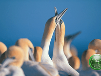 Screenshot of Bird Stock Photography