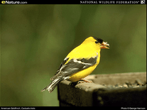 Small screenshot 1 of Birds