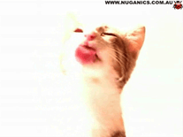 Screenshot of Cat Licking Screen