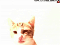 Small screenshot 2 of Cat Licking Screen