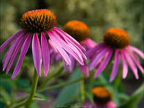 Screenshot of Colonial Williamsburg Flowers