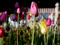 Small screenshot 3 of Colonial Williamsburg Flowers