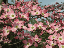 Screenshot of Color of Spring