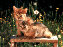 Small screenshot 2 of Cute Cats