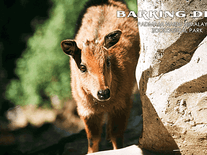 Screenshot of Darjeeling Zoo Animals 1