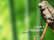Screenshot of Darjeeling Zoo Animals 2