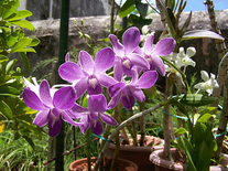 Screenshot of Darjeeling Zoo Flowers