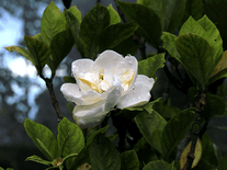 Small screenshot 3 of Darjeeling Zoo Flowers