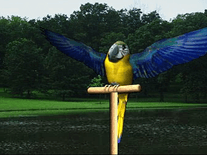 Small screenshot 2 of Digital Talking Parrot