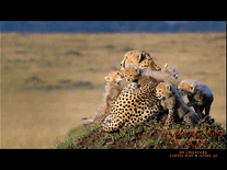 Screenshot of Disney Nature: African Cats