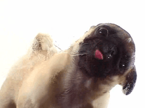 animated wallpaper dog licking screen