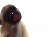 animated wallpaper dog licking screen