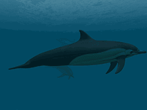 Small screenshot 2 of Dolphins 3D