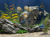 Screensavers aquarium free