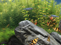 Small screenshot 3 of Dream Aquarium 2