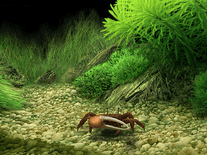 Small screenshot 2 of Dream Aquarium
