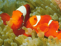 Screenshot of Exotic Fishes