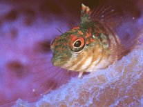 Click to enlarge Small screenshot 2 of Exotic Fishes