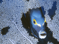 Click to enlarge Small screenshot 3 of Exotic Fishes