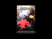 Small screenshot 2 of Fall Foliage