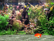 3d Desktop Aquarium Screensaver Mac Free Download